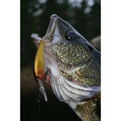 Berkley Flicker Shad 1 1 2In 1 8Oz Freshwater Crankbait Slick Firetiger Lure