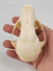 Real Raccoon Full Skulls, Tops, Jaws – Procyon lotor – See Description – Generic