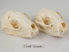 Real Raccoon Full Skulls, Tops, Jaws – Procyon lotor – See Description – Generic