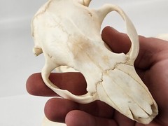 Real Beaver Skull Top – Craft Grade – Castor Canadensis – American Sourced