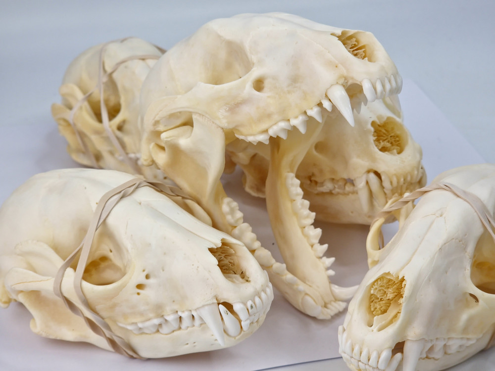 Real Raccoon Full Skulls, Tops, Jaws – Procyon lotor – See Description – Generic