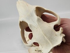 Real Beaver Skull Top – Craft Grade – Castor Canadensis – American Sourced