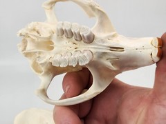Real Beaver Skull Top – Craft Grade – Castor Canadensis – American Sourced