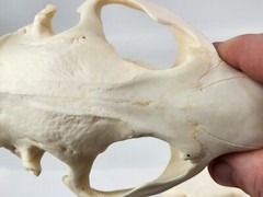 Real Beaver Skull Top – Craft Grade – Castor Canadensis – American Sourced
