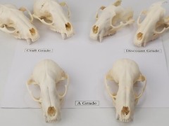 Real Raccoon Full Skulls, Tops, Jaws – Procyon lotor – See Description – Generic