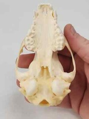 Real Raccoon Full Skulls, Tops, Jaws – Procyon lotor – See Description – Generic