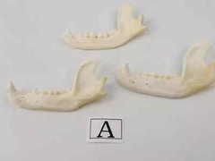 Real Raccoon Full Skulls, Tops, Jaws – Procyon lotor – See Description – Generic