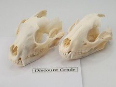 Real Raccoon Full Skulls, Tops, Jaws – Procyon lotor – See Description – Generic
