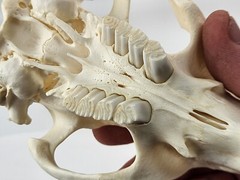 Real Beaver Skull Top – Craft Grade – Castor Canadensis – American Sourced