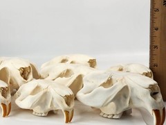 Real Beaver Skull Top – Craft Grade – Castor Canadensis – American Sourced