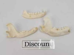 Real Raccoon Full Skulls, Tops, Jaws – Procyon lotor – See Description – Generic