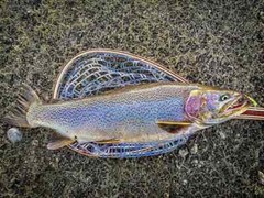Fishing Lures – Dynamic Lures HD TROUT, Crankbait, 2.25&Prime; Multiple Color Patterns