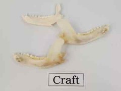 Real Raccoon Full Skulls, Tops, Jaws – Procyon lotor – See Description – Generic