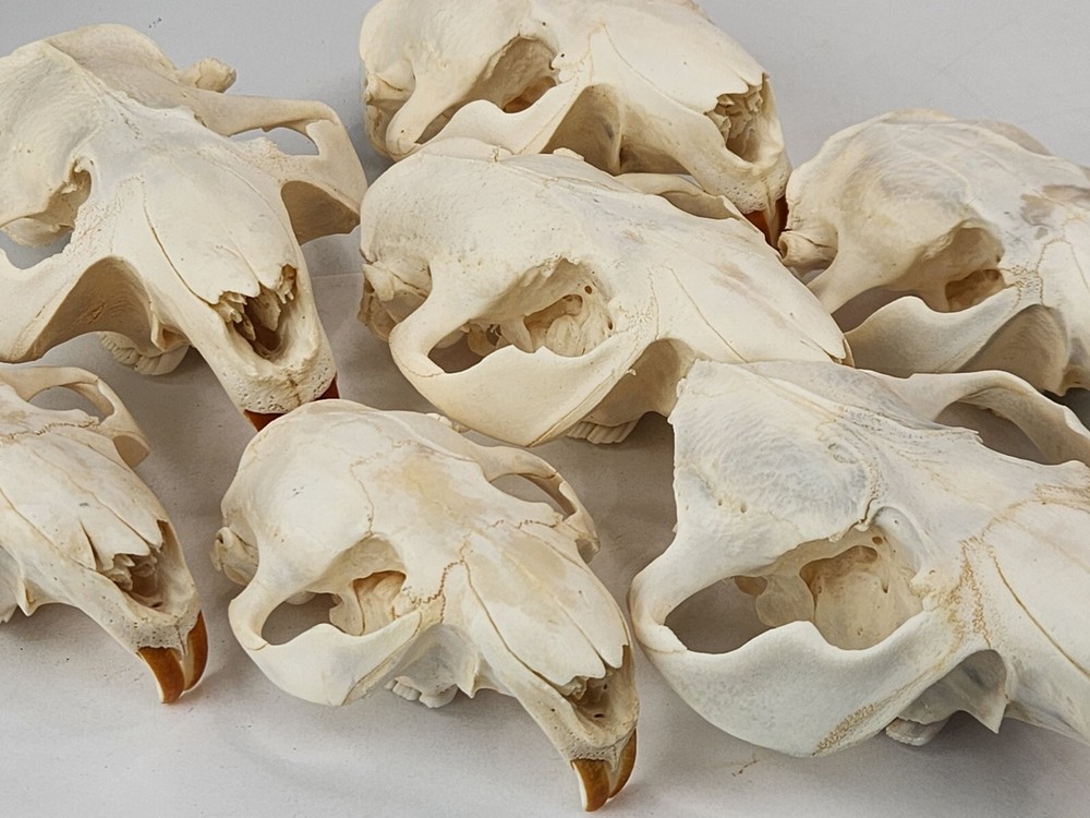 Real Beaver Skull Top – Craft Grade – Castor Canadensis – American Sourced