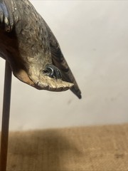 miniature flying mallard drake decoy sculpture vintage unknown