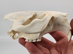 Real Beaver Skull Top – Craft Grade – Castor Canadensis – American Sourced