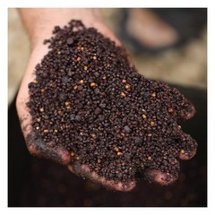 Sticky Baits Bloodworm Spod & Bag Mix 2.5kg / Carp Fishing Bait