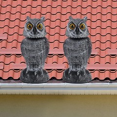 Realistic 10.6 Inch Owl Decoy Set – Effective Bird Deterrents for Your Garden