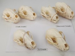 Real Raccoon Full Skulls, Tops, Jaws – Procyon lotor – See Description – Generic