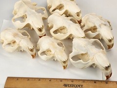 Real Beaver Skull Top – Craft Grade – Castor Canadensis – American Sourced