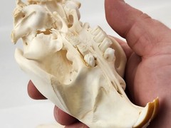 Real Beaver Skull Top – Craft Grade – Castor Canadensis – American Sourced