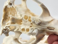 Real Beaver Skull Top – Craft Grade – Castor Canadensis – American Sourced